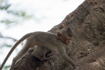 可愛いサル
