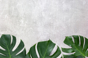 Tropical monstera leaves on a gray concrete table. Background for the presentation of cosmetic products. Top view, selective focus, copy space © ClareM