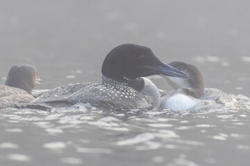 common loon family or great northern diver (Gavia immer) in foggy morning