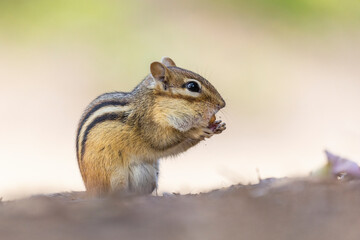 squirrel in the snow
