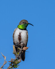 Andean hillstar hummingbird on a branch