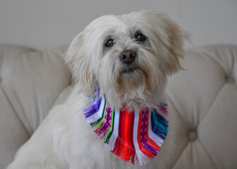 White mixed breed fashion dog