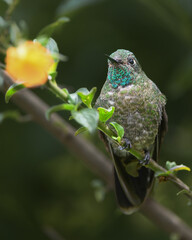 tyrian metaltail perched on a branch