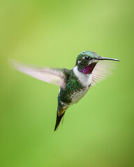 Fototapeta na wymiar white bellied Woodstar hummingbird in flight