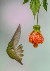 green and white hummingbird arriving to flower © Alfredo