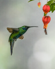 sparkling violetear hummingbird in flight and chinese lantern