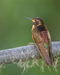 Shining sunbeam hummingbird perched on a branch showing iridescent back