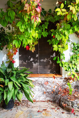 A window in the courtyard of the house with wooden blinds decorated with plants with autumn yellow and red leaves.  Beautiful autumn landscape.