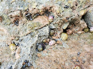 Bedrock Natural material Soil Rock Mixture Terrestrial animal