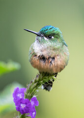 Obraz premium female long tailed sylph hummingbird on a branch