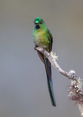 long tailed sylph hummingbird perched on a dry branch