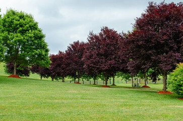 Fototapeta na wymiar Purple leaf plum trees on rolling countryside landscape 
