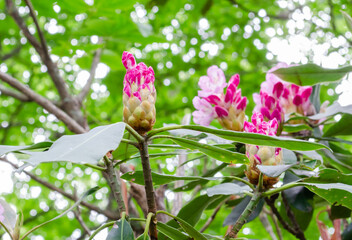 A rhododendron bud just beginning to bloom
