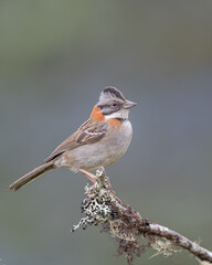 rufous collared sparrow perching on a branch