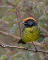 Black faced brushfinch standing in front of  a bush