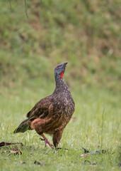 andean guan about to fly to a tree