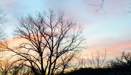 Fototapeta na wymiar A colorful morning sunrise and winter trees 