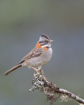 Rufous Collared Sparrow Perching On A Branch