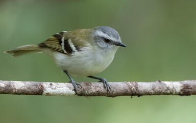 white banded tyrannulet perched on a branch