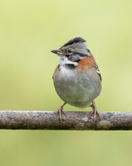 Portrait of a rufous collared sparrow perched on a branch