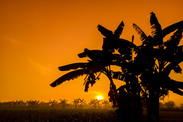 silhouette of banana trees and natural scenery of orange sky in the afternoon.  black banana tree...
