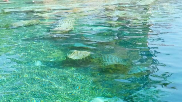 Cleopatra's antique pool in Denizli. 4K Footage in Turkey