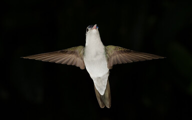 Portrait of an Andean emerald hummingbird in flight