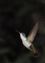 Andean emerald hummingbird in flight