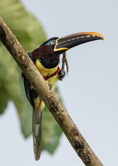 chestnut eared aracari on a tree scratching its face