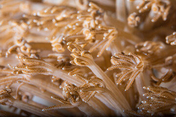 Close up view on the soft coral tentacles. Focus is on the central branch