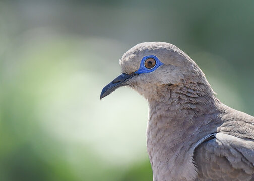 close up of a west peruvian dove