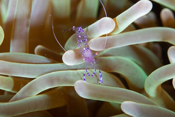 Close up of a blue shrimp on the anemone