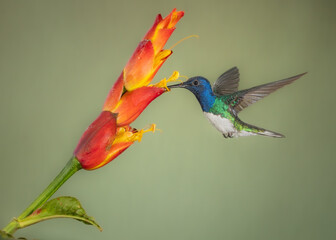 white necked jacobin hummingbird and orange flower