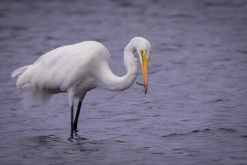 Egret Feeding