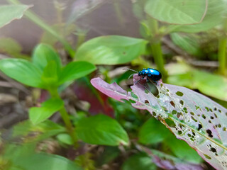 the blue ladybug or the blue kemumu that perches on the green leaf