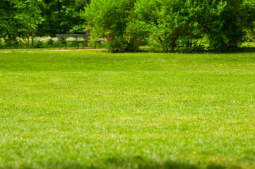Beautiful green lawn with freshly mown grass in park