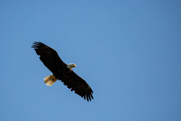Obraz premium Bald Eagle (Haliaeetus leucocephalus) flying in a blue sky with copy space