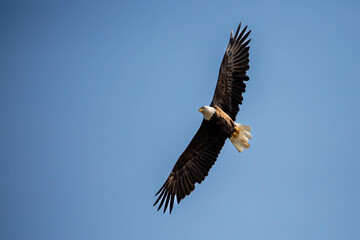 Fototapeta na wymiar Bald Eagle (Haliaeetus leucocephalus) flying in a blue sky with copy space