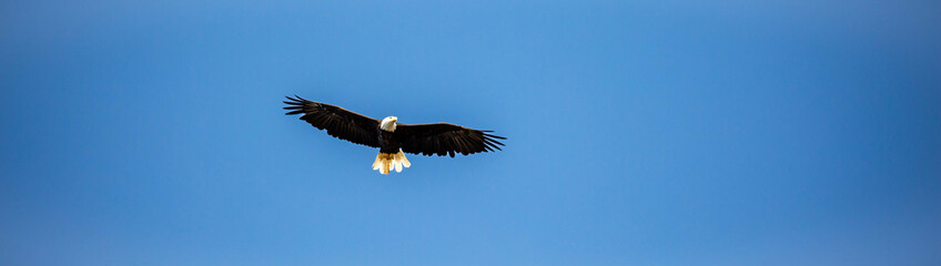 Obraz na płótnie Canvas Bald Eagle (Haliaeetus leucocephalus) flying in a blue sky with copy space