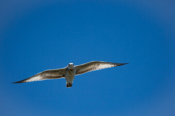 ring-billed gull (Larus delawarensis) immature flying in a blue sky with copy space