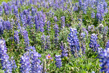 Purple lupine wildflowers in a field, in extreme intentional selective focus