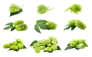 Set with fresh green hops on white background