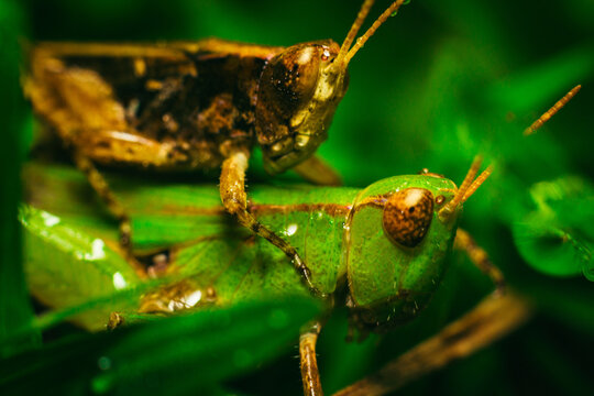 Mating Grasshoppers In Nature