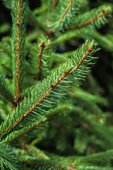 Close up of a pine tree.