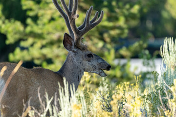 Backlit portrait of a deer in Grand Teton National Park Wyoming