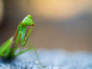 鎌の手入れをするカマキリ