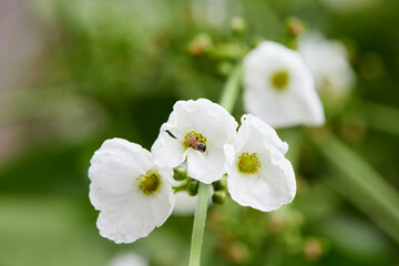 Obraz premium Bee on Creeping Burhead flower
