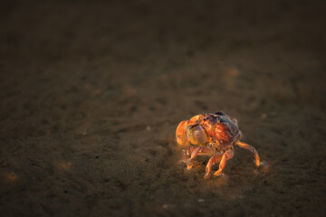 Early morning sun glowing on a soldier crab