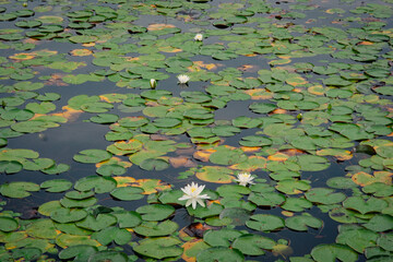 Northern Michigan lily pads 