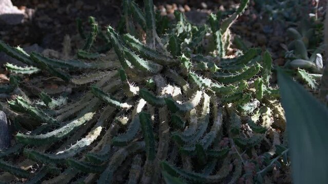 Myrtillocactus cochal growing outdoors. Succulent plant growing in the botanical garden. Wild nature background.